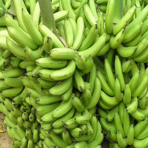 Green Banana